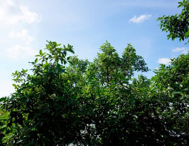 Tree in the forest, India.