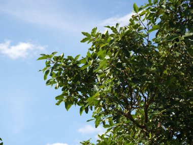 Tree in the forest, India.