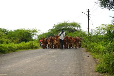 Herd of cows on the road, India.
