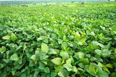 Green soybean field in India.