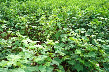 Asian farming, cotton field, cotton plants