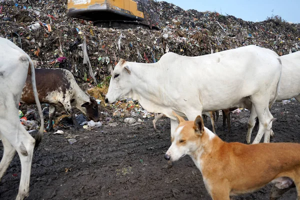 Montaña Basura Gran Pila Basura Montón Hedor Residuos Tóxicos Esta — Foto de Stock