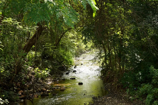 Lake Pond Forest India — Stock fotografie