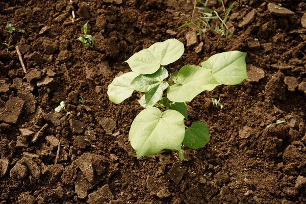 Groene Katoenvelden India — Stockfoto