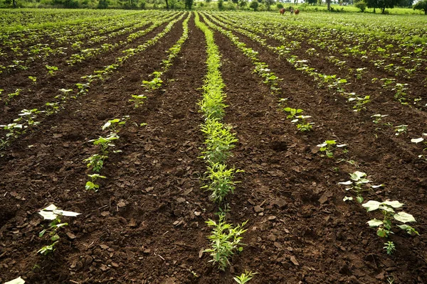 Green cotton field in India