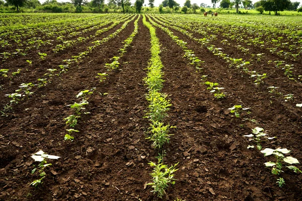 Green cotton field in India