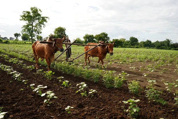 Amravati Maharashtra India Julio 2020 Agricultor Indio Arando Con Toro —  Fotos de Stock