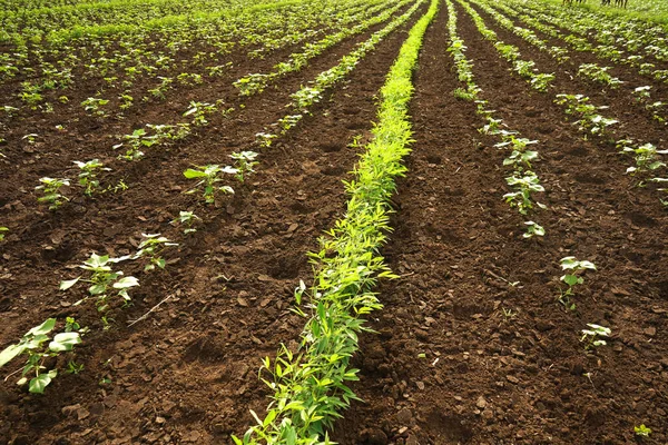 Campo Cotone Verde India — Foto Stock