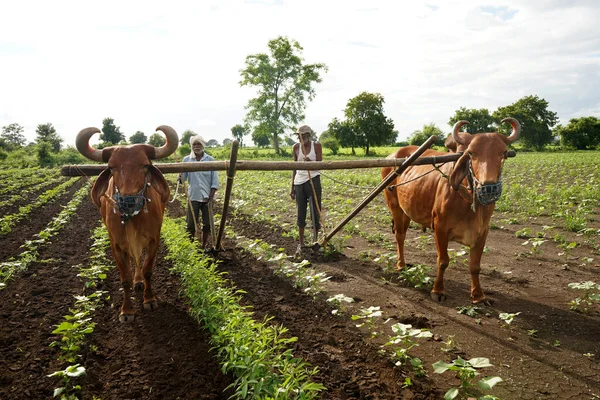 Amravati Maharashtra India Juli 2020 Indiska Bonden Plöjer Med Tjur — Stockfoto