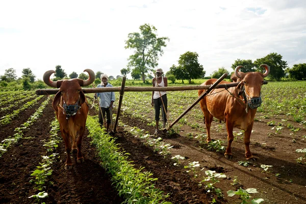 Amravati マハラシュトラ州 インド2020年7月17日 インドの農家が綿畑で牛を耕し 農家が牛を使って畑で作業する インドの農業シーン — ストック写真