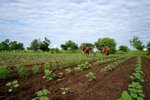 Amravati Maharashtra India Julio 2020 Agricultor Indio Arando Con Toro —  Fotos de Stock