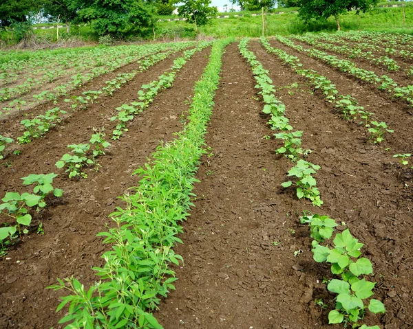 Groene Katoenvelden India — Stockfoto