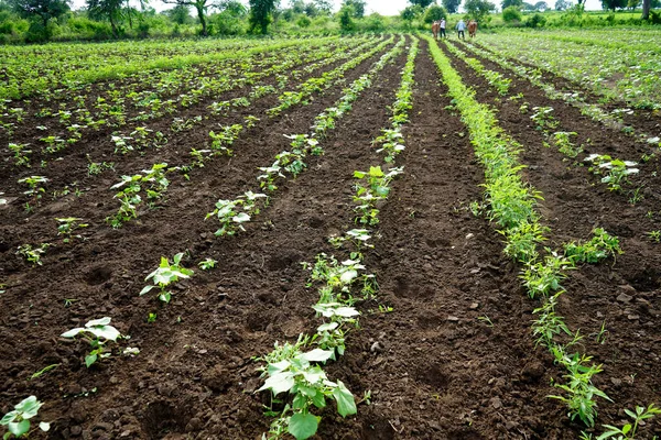 Campo Cotone Verde India — Foto Stock