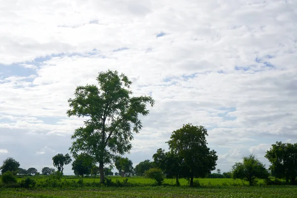 Zielone Pole Bawełny Indiach — Zdjęcie stockowe