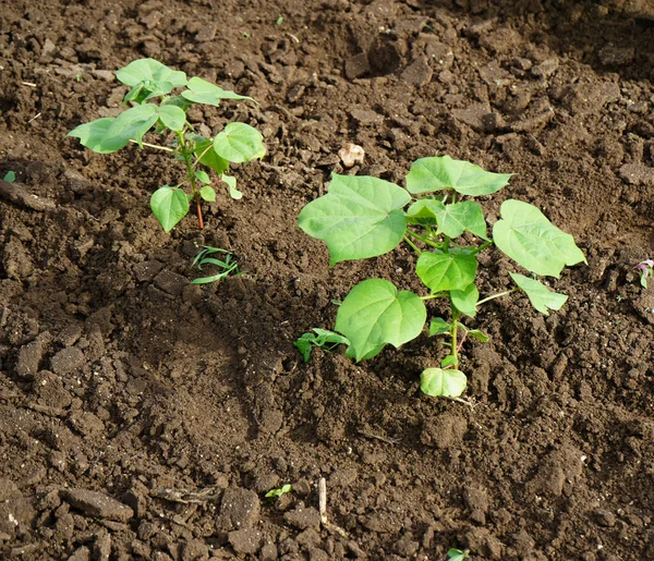 Campo Algodón Verde India — Foto de Stock