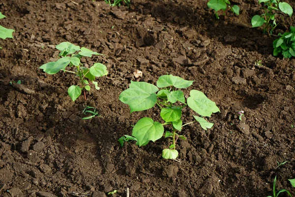 Groene Katoenvelden India — Stockfoto