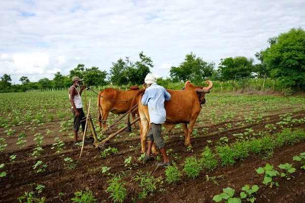 Amravati Maharashtra India Juli 2020 Indiska Bonden Plöjer Med Tjur — Stockfoto