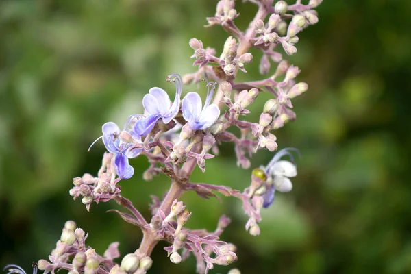Vackra Vilda Blommor Naturen Närbild Makro — Stockfoto