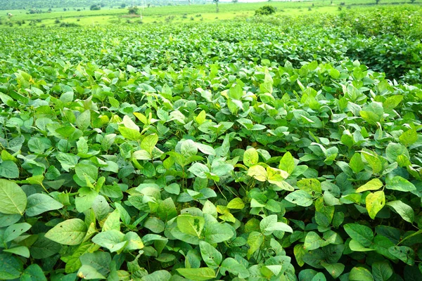 Green Soybean Field India — Zdjęcie stockowe