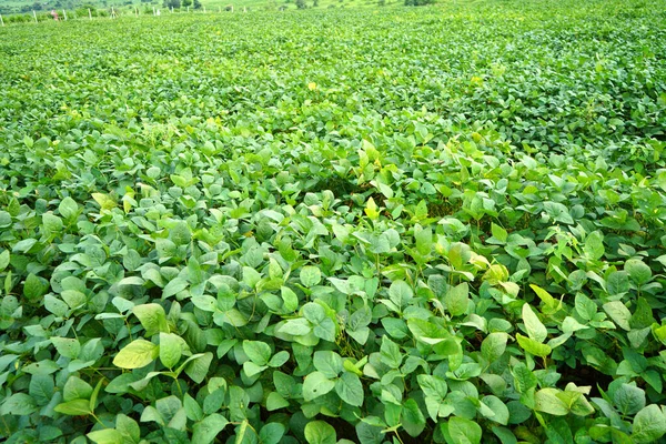 Зеленое Соевое Поле Индии — стоковое фото