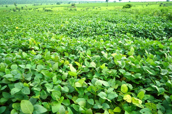 Green Soybean Field India — Zdjęcie stockowe