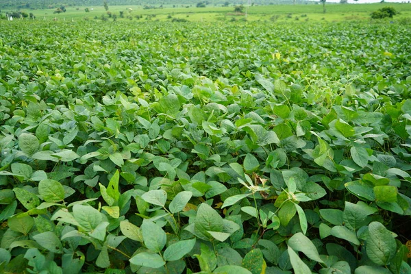 Green Soybean Field India — Stock fotografie