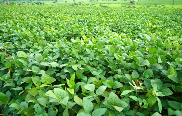 Green Soybean Field India — Fotografia de Stock