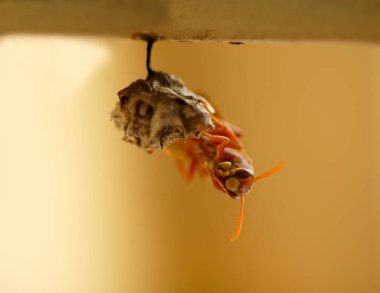 Close-up of wasps sitting on nest.