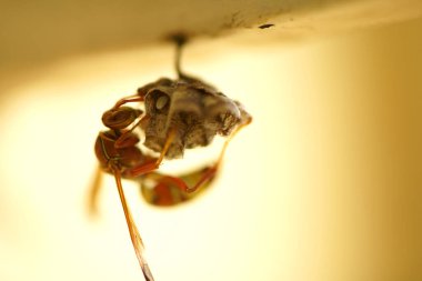 Close-up of wasps sitting on nest.