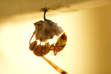Close-up of wasps sitting on nest.