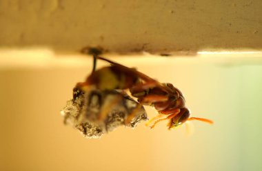 Close-up of wasps sitting on nest.
