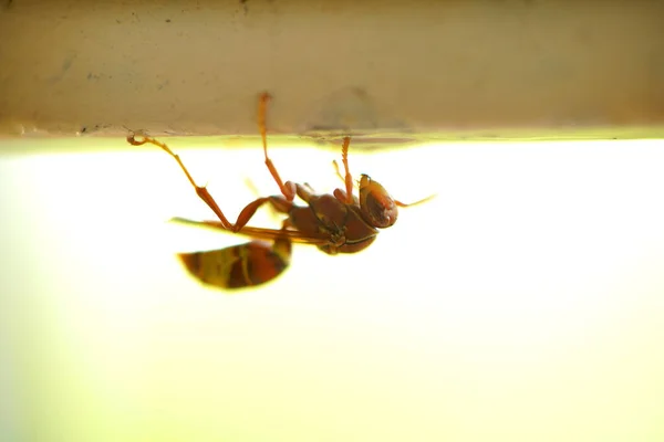 Close Wasps Sitting Nest — Photo