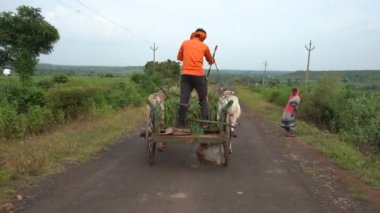 AMRAVATI, MAHARASHTRA, INDIA - 28 HAZİRAN 2017: Çiftliğinin sokaklarında sığırları olan Hintli çiftçi, Hintli bir tarım sahnesi.