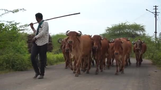 Amravati Maharashtra India Junio 2017 Agricultor Indio Con Ganado Calle — Vídeo de stock