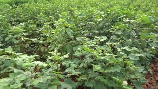 Grön Gröda Fält Maharashtra Indien — Stockvideo