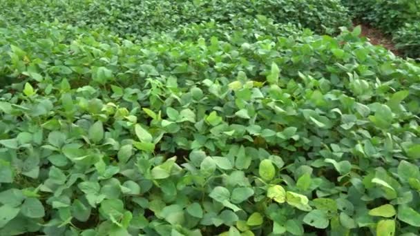 Campo Cultivo Verde Maharashtra Índia — Vídeo de Stock