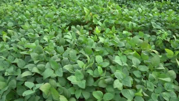Campo Cultivo Verde Maharashtra Índia — Vídeo de Stock