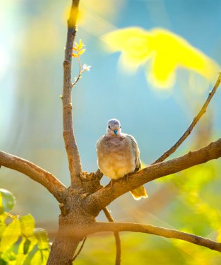 Spotted doves or spotted turtle doves on tree branch.