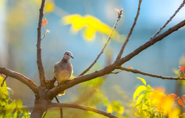 Spotted doves or spotted turtle doves on tree branch.
