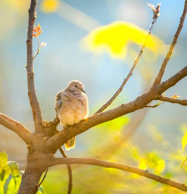 Spotted doves or spotted turtle doves on tree branch.