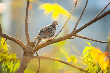 Spotted doves or spotted turtle doves on tree branch.