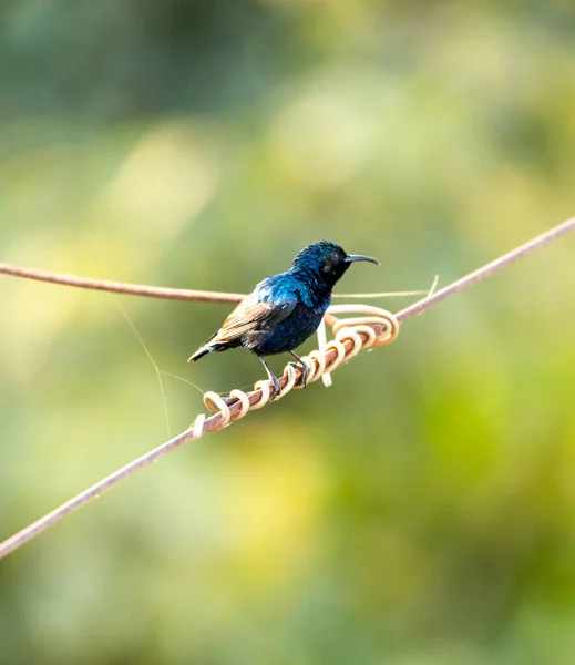 Pájaro Sentado Cable —  Fotos de Stock