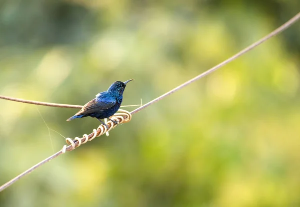 Pájaro Sentado Cable —  Fotos de Stock