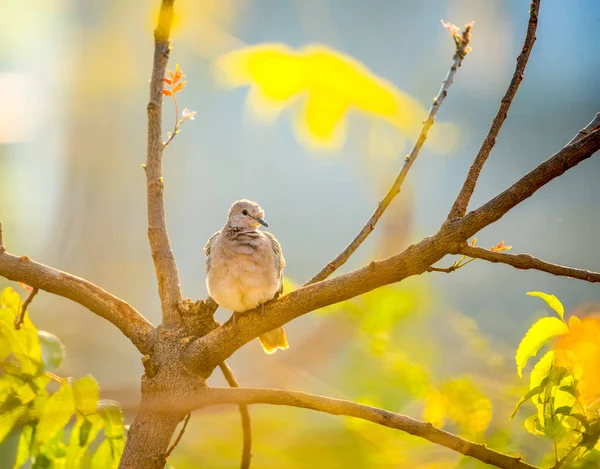 Spotted Doves Spotted Turtle Doves Tree Branch —  Fotos de Stock