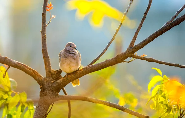 Spotted Doves Spotted Turtle Doves Tree Branch —  Fotos de Stock