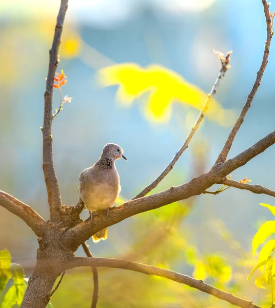 Spotted Doves Spotted Turtle Doves Tree Branch —  Fotos de Stock