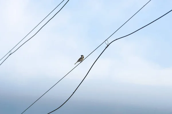 Pájaro Sentado Cable —  Fotos de Stock