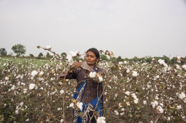 Woman harvesting in a cotton field, Maharashtra, India.