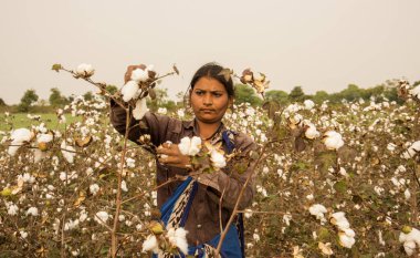 Young woman harvesting in a cotton field, Maharashtra, India.