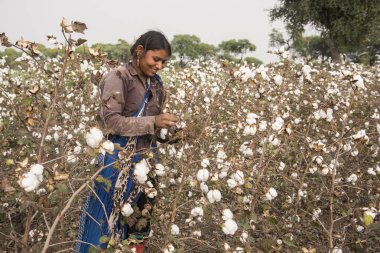 Young woman harvesting in a cotton field, Maharashtra, India.